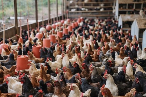 De apenas 5 galinhas a um rancho com 1.400 aves: a inspiradora história do Rancho Tarumã
