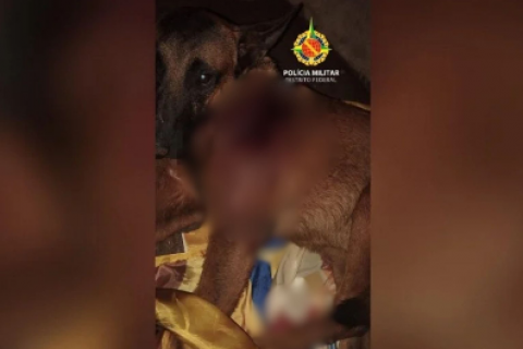 Adolescente de 16 anos é apreendido suspeito de esfaquear pastor alemão no Del Lago II, no Itapoã