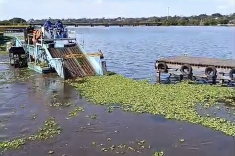 Limpeza de aguapés é realizada no Parque dos Pioneiros Cláudio Sant’Anna, no Deck Sul do Paranoá