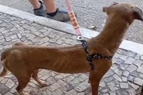 PCDF investiga denúncia de maus-tratos a animais em abrigo no Itapoã
