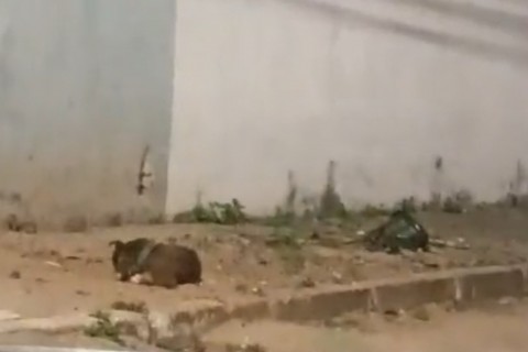 Cão em Situação de Suspeita de Maus-Tratos e Abandonado Amarrado na Rua